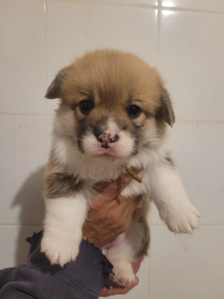 du mas de la fermine - Chiot disponible  - Welsh Corgi Pembroke