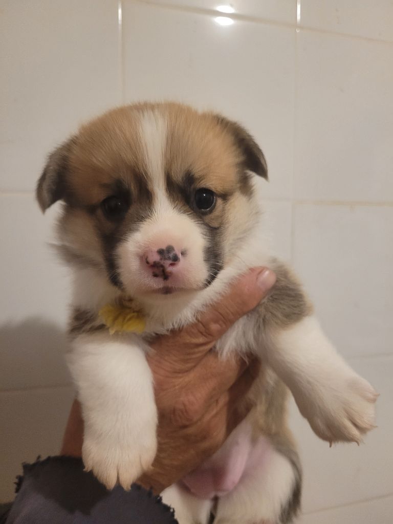 du mas de la fermine - Chiot disponible  - Welsh Corgi Pembroke