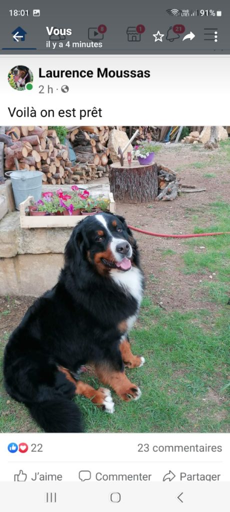 chiot Bouvier Bernois du mas de la fermine