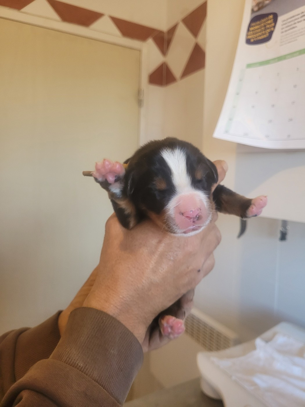 du mas de la fermine - Chiots disponibles - Bouvier Bernois