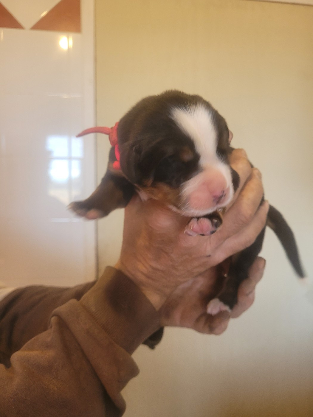 du mas de la fermine - Chiots disponibles - Bouvier Bernois