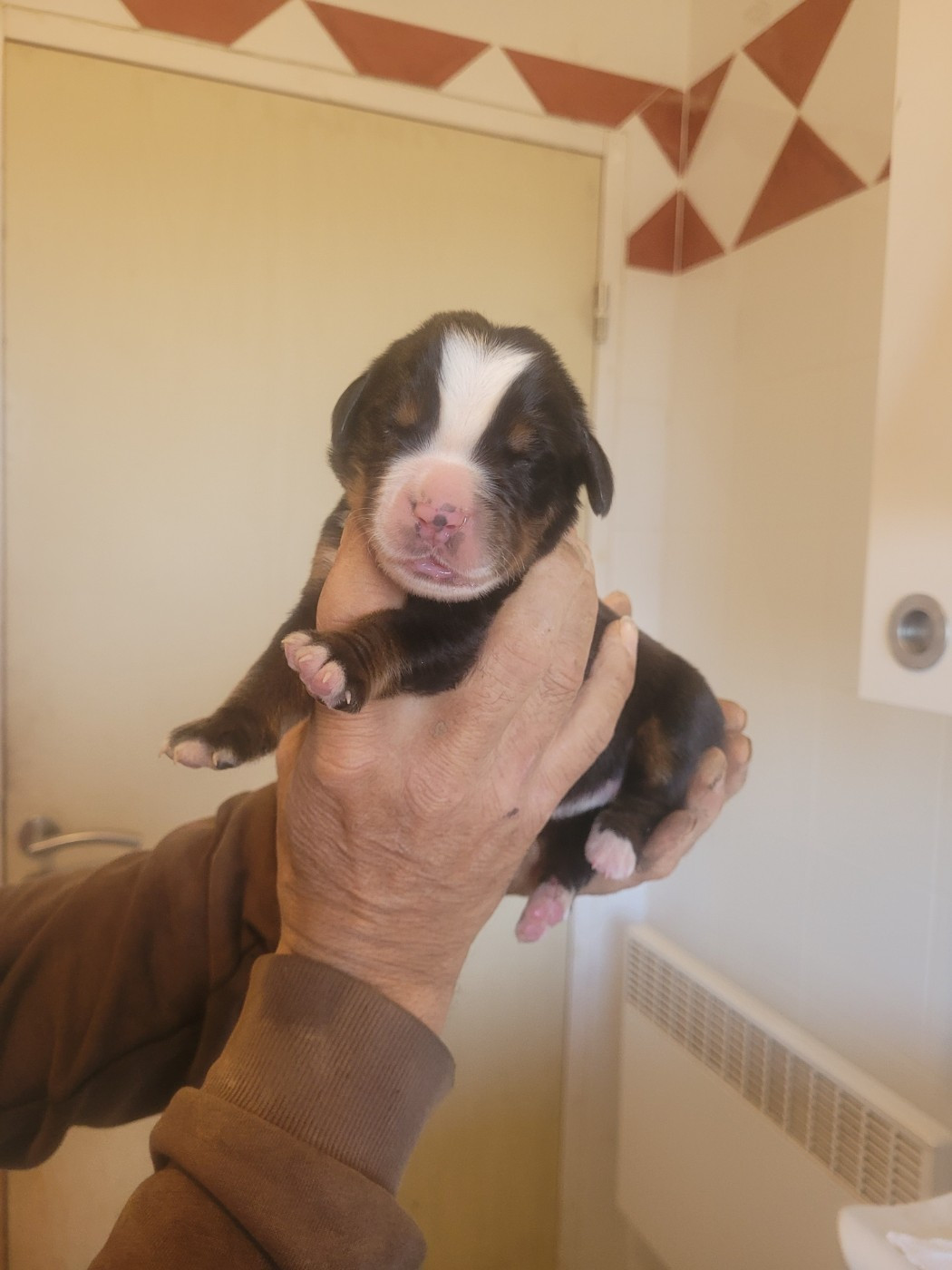 du mas de la fermine - Chiots disponibles - Bouvier Bernois