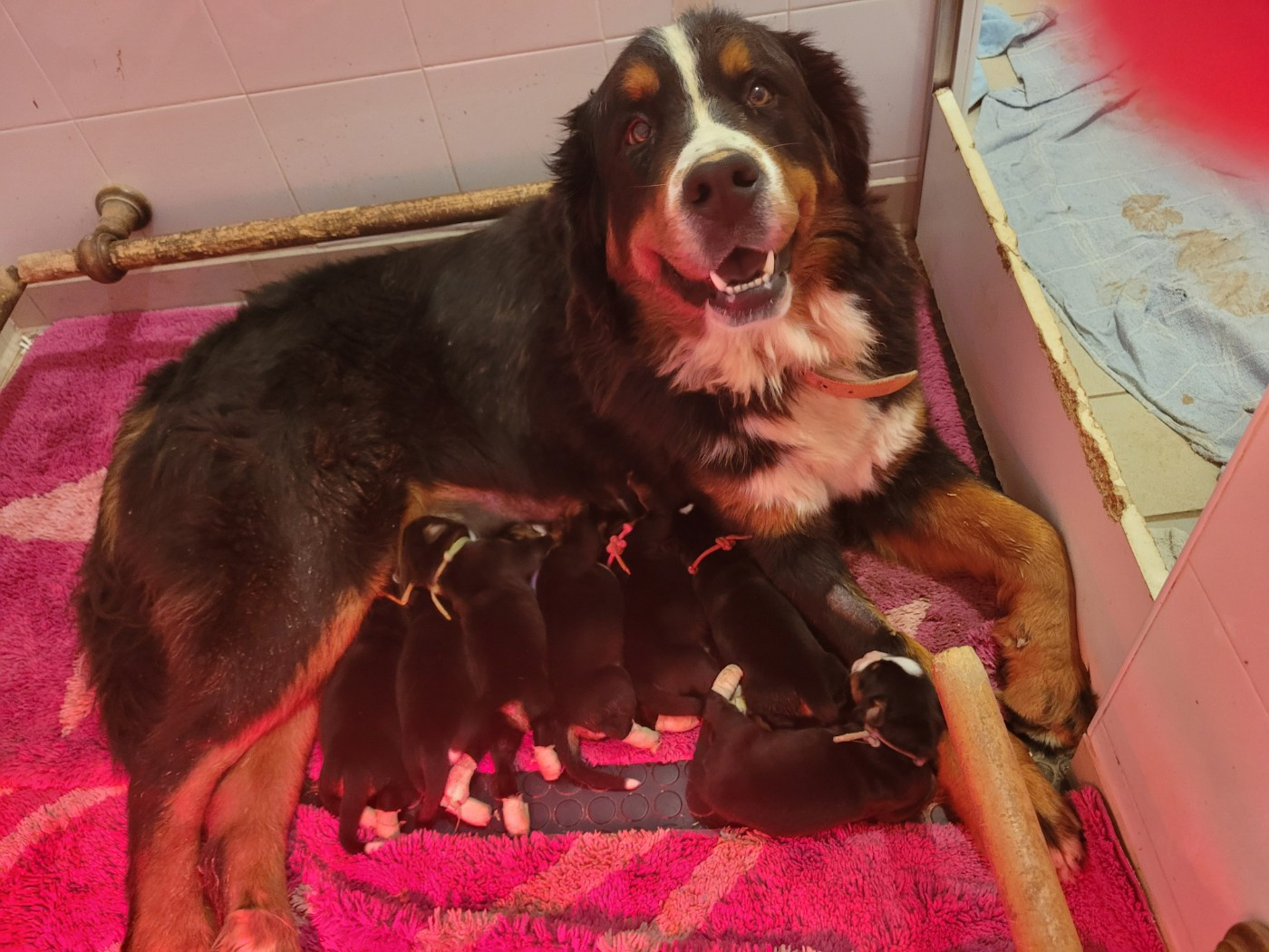 Chiot Bouvier Bernois du mas de la fermine