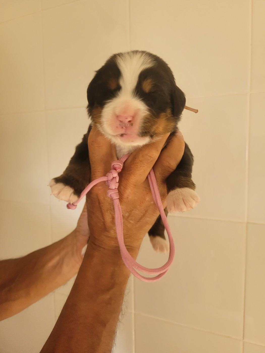 du mas de la fermine - Chiots disponibles - Bouvier Bernois