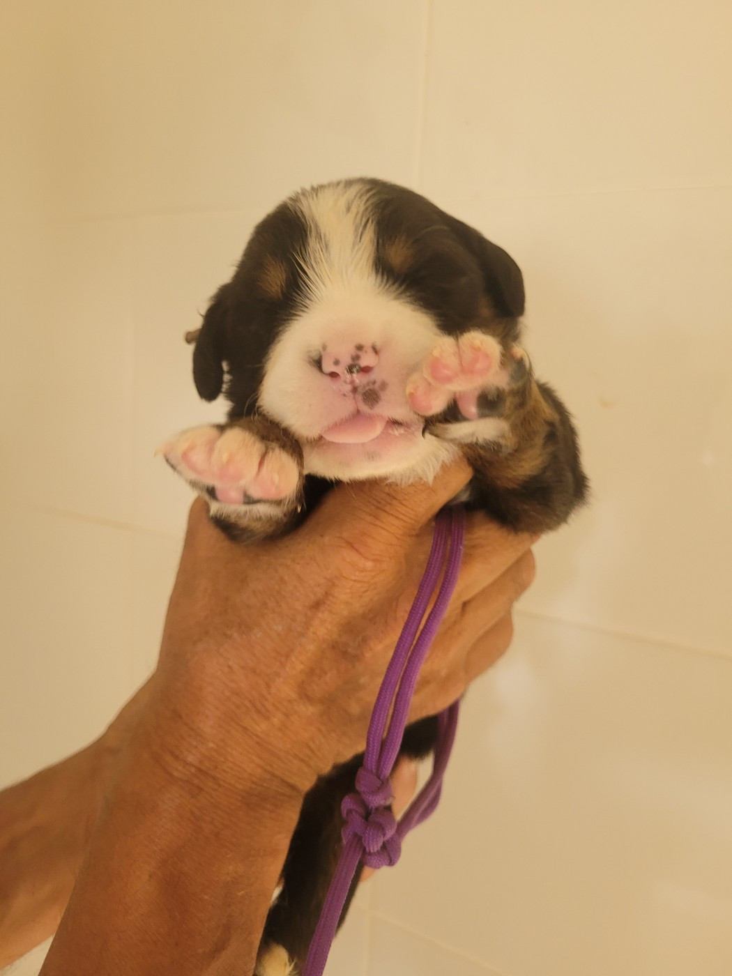 du mas de la fermine - Chiots disponibles - Bouvier Bernois