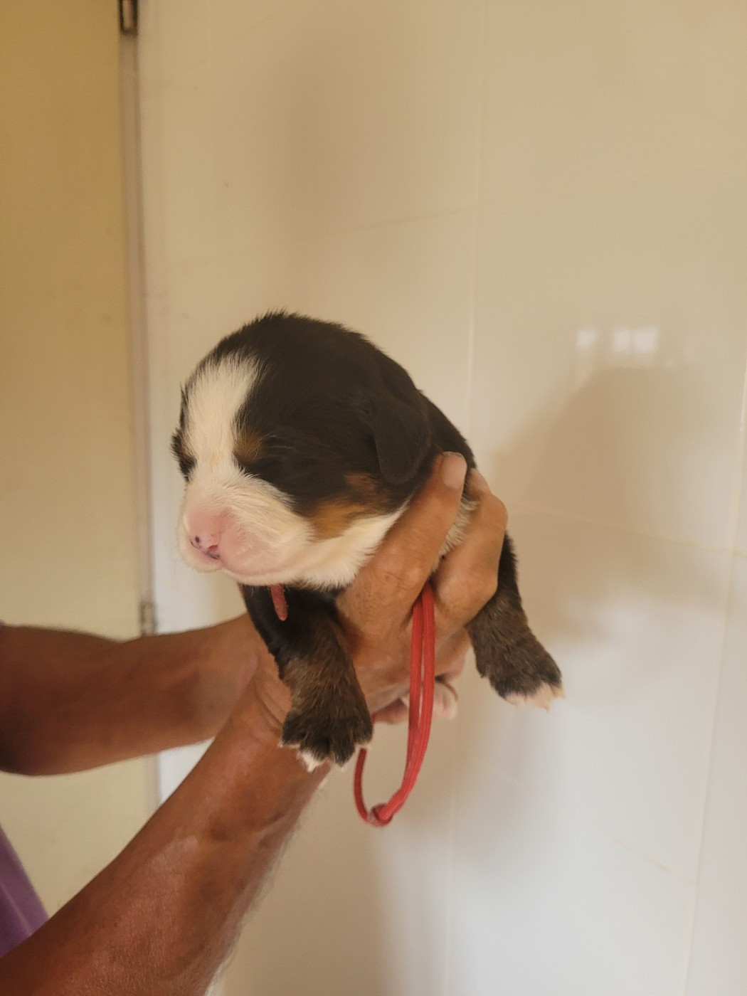 du mas de la fermine - Chiots disponibles - Bouvier Bernois