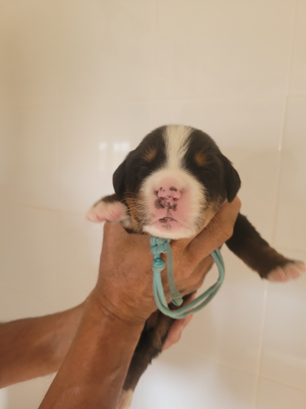 du mas de la fermine - Chiots disponibles - Bouvier Bernois
