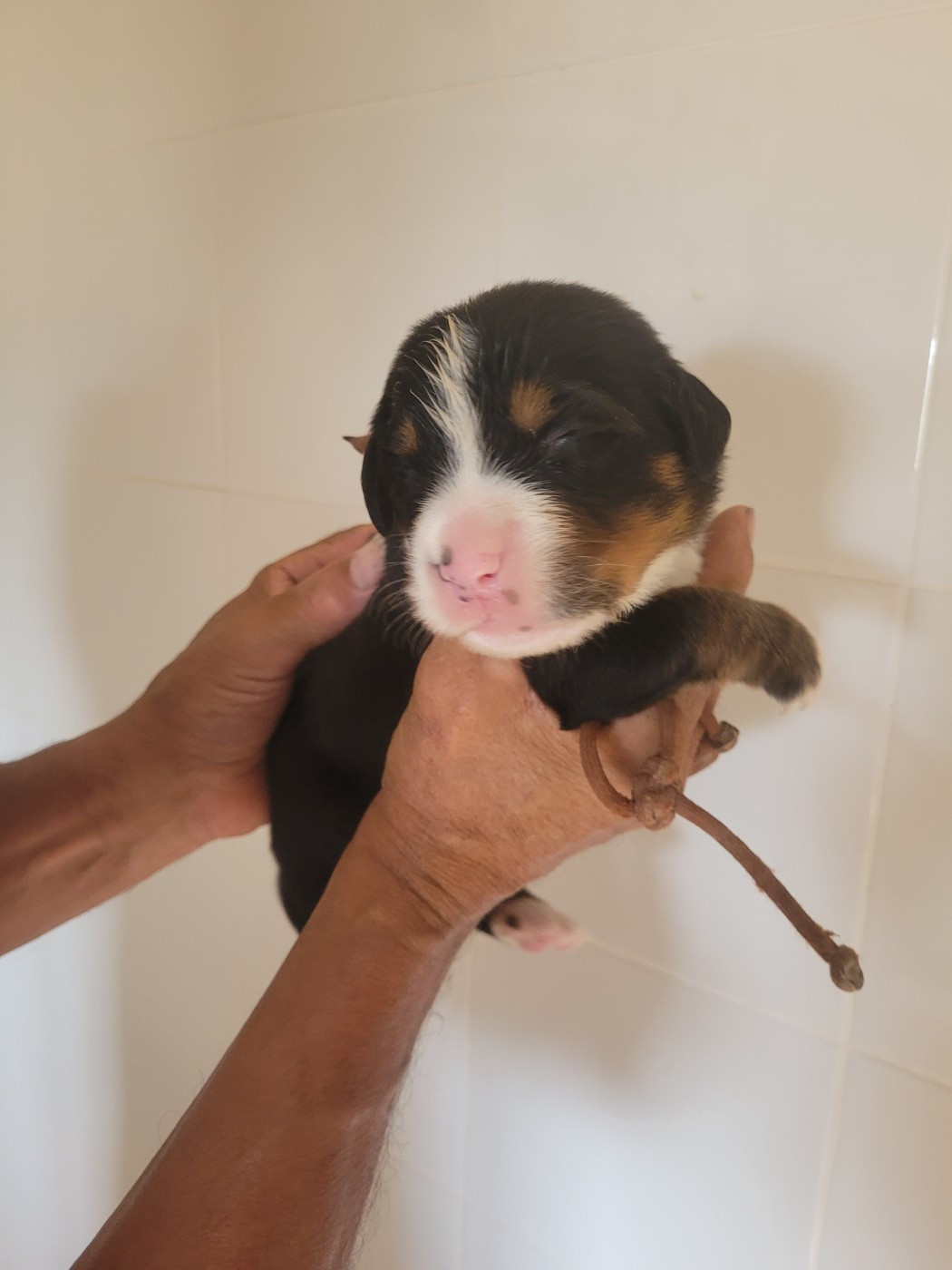du mas de la fermine - Chiots disponibles - Bouvier Bernois