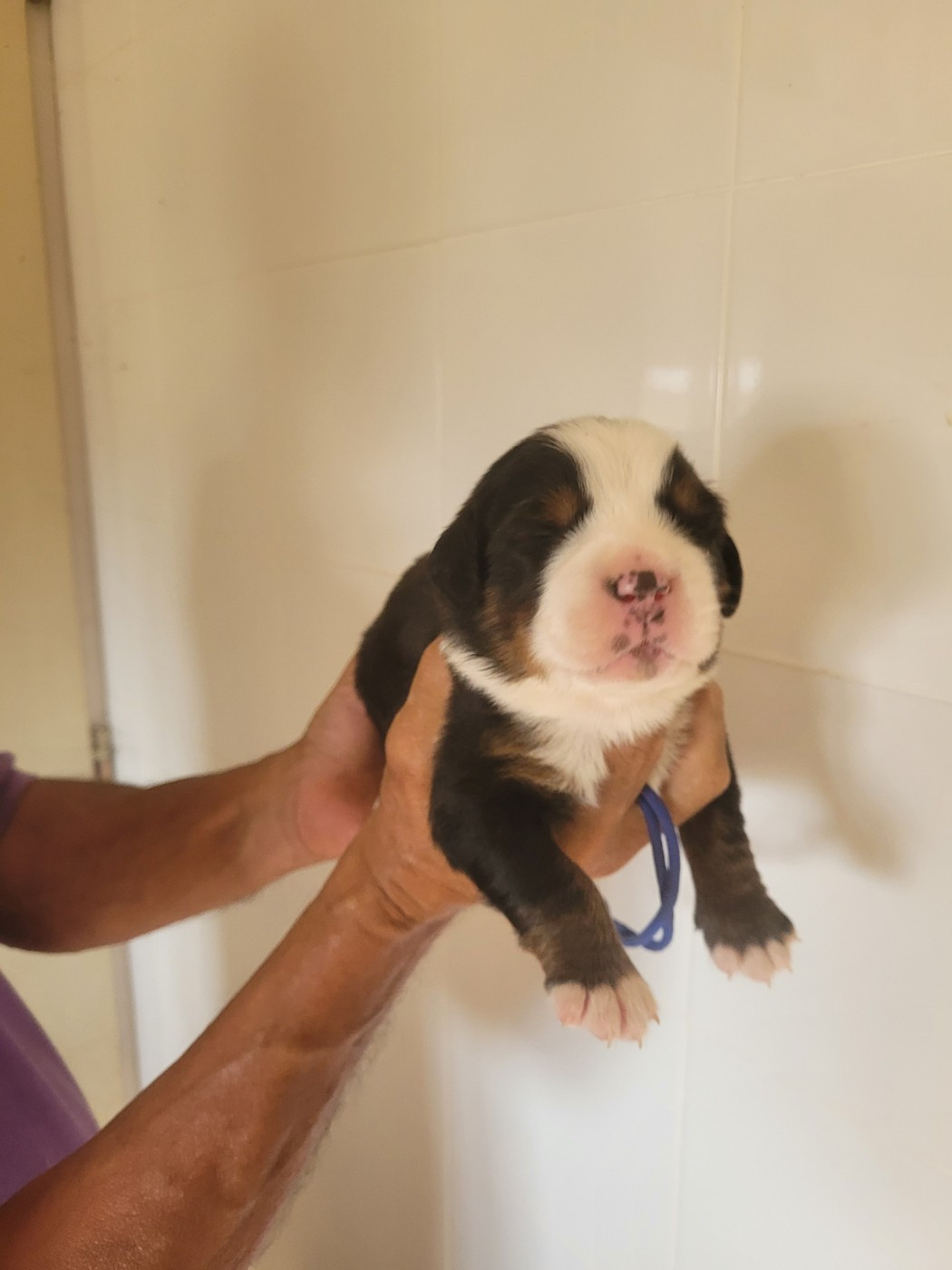du mas de la fermine - Chiots disponibles - Bouvier Bernois
