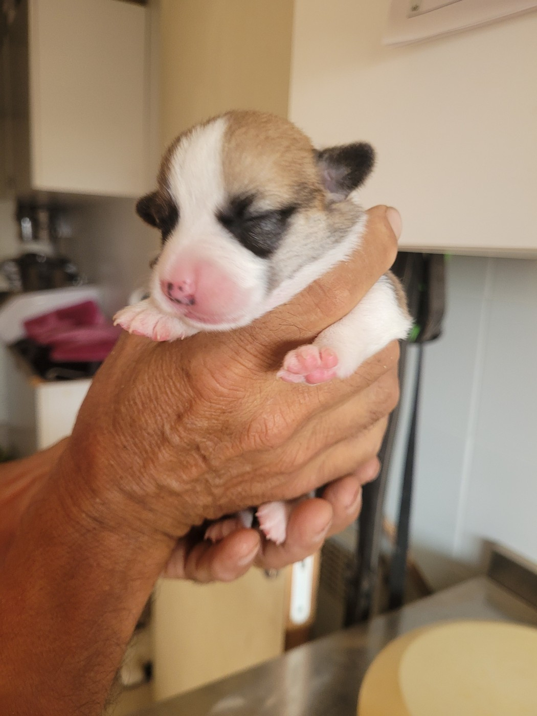 du mas de la fermine - Chiots disponibles - Welsh Corgi Pembroke