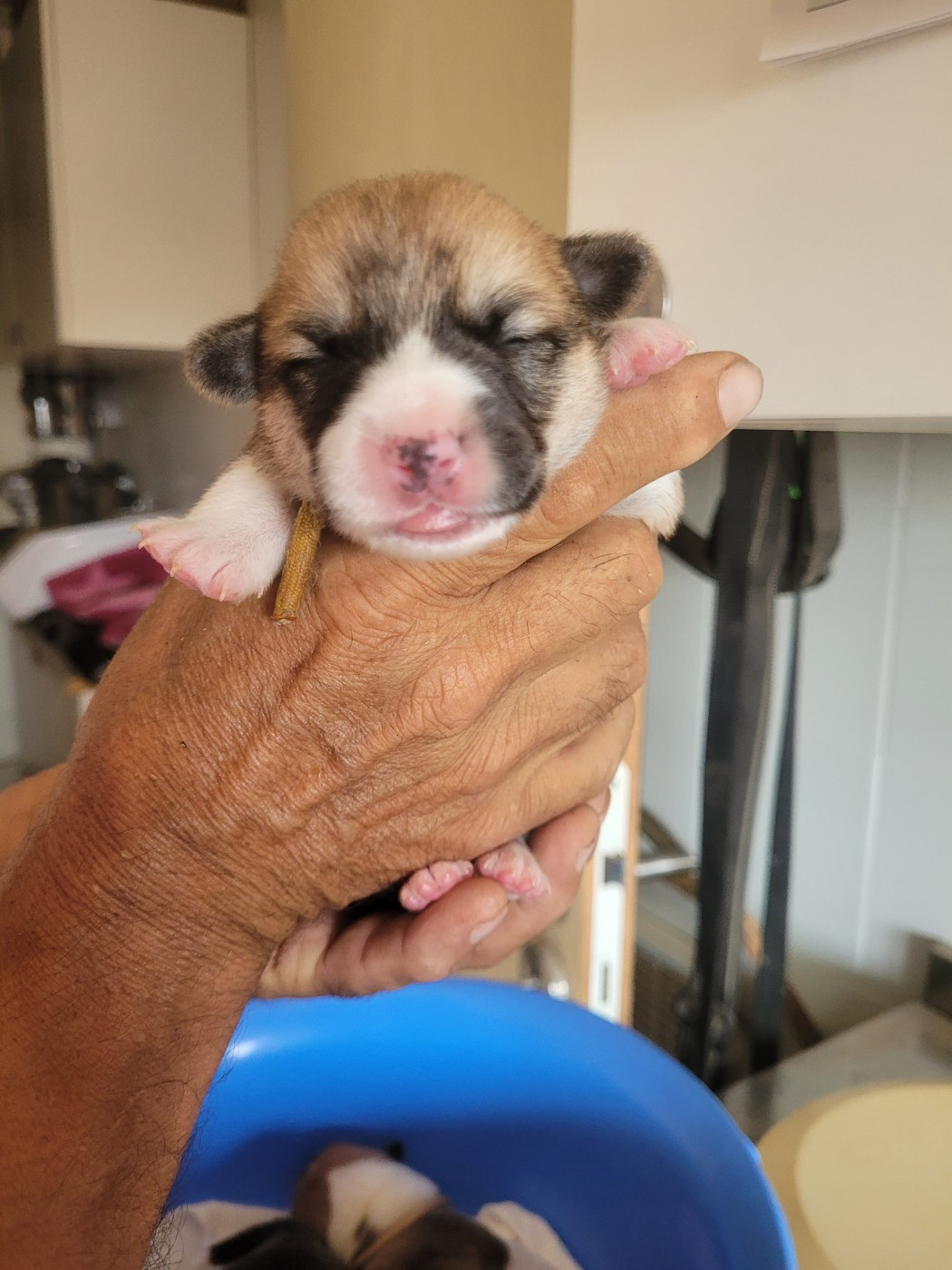 du mas de la fermine - Chiots disponibles - Welsh Corgi Pembroke