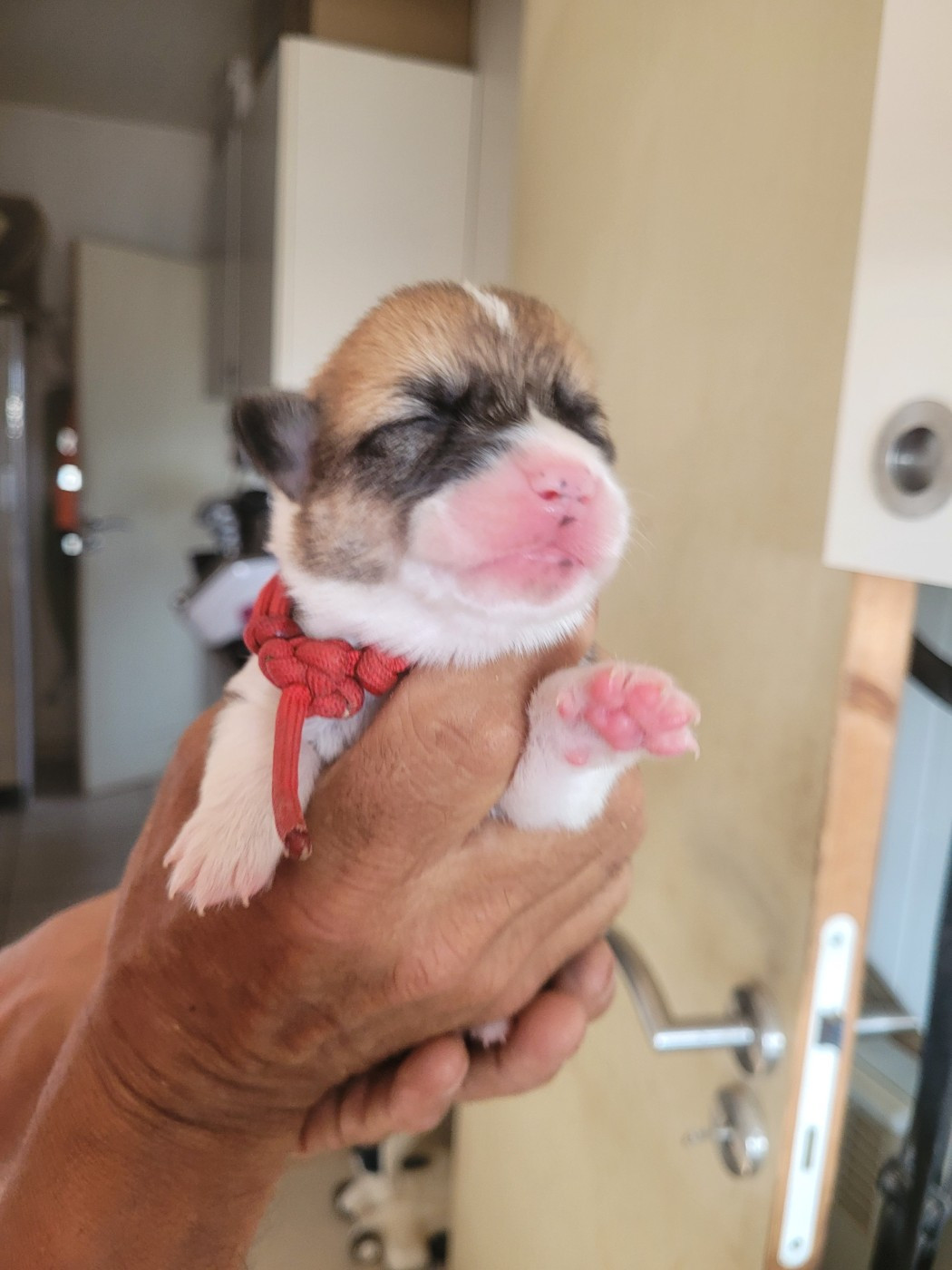 du mas de la fermine - Chiots disponibles - Welsh Corgi Pembroke