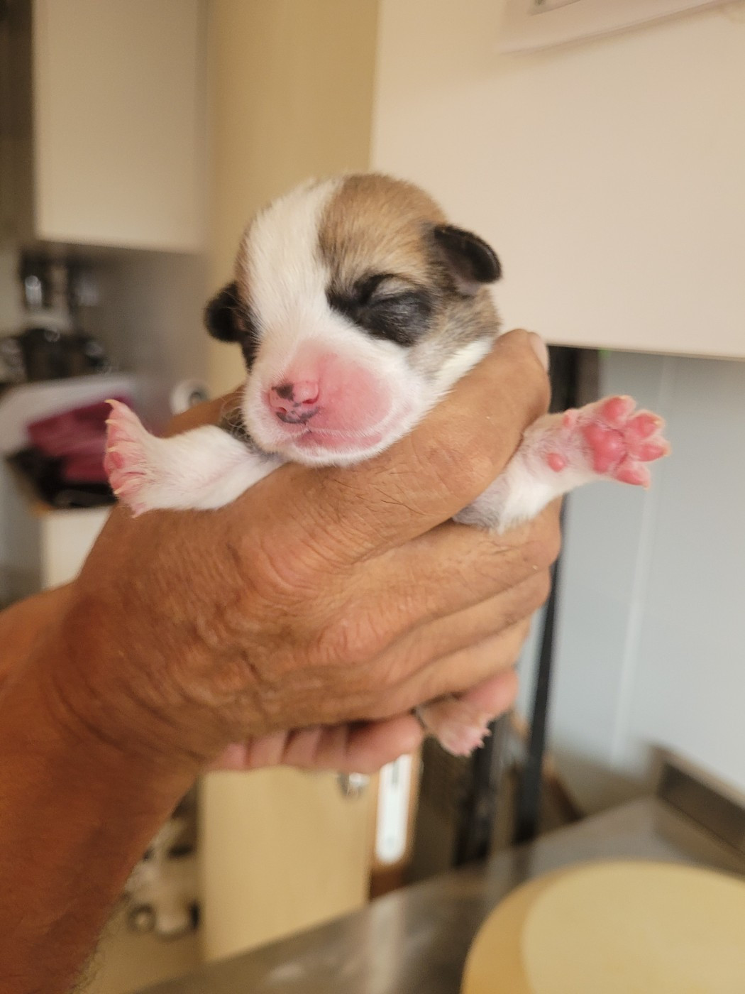du mas de la fermine - Chiots disponibles - Welsh Corgi Pembroke