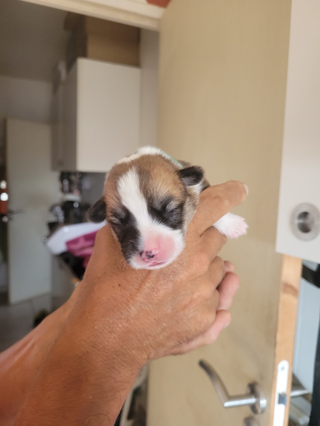 du mas de la fermine - Chiots disponibles - Welsh Corgi Pembroke