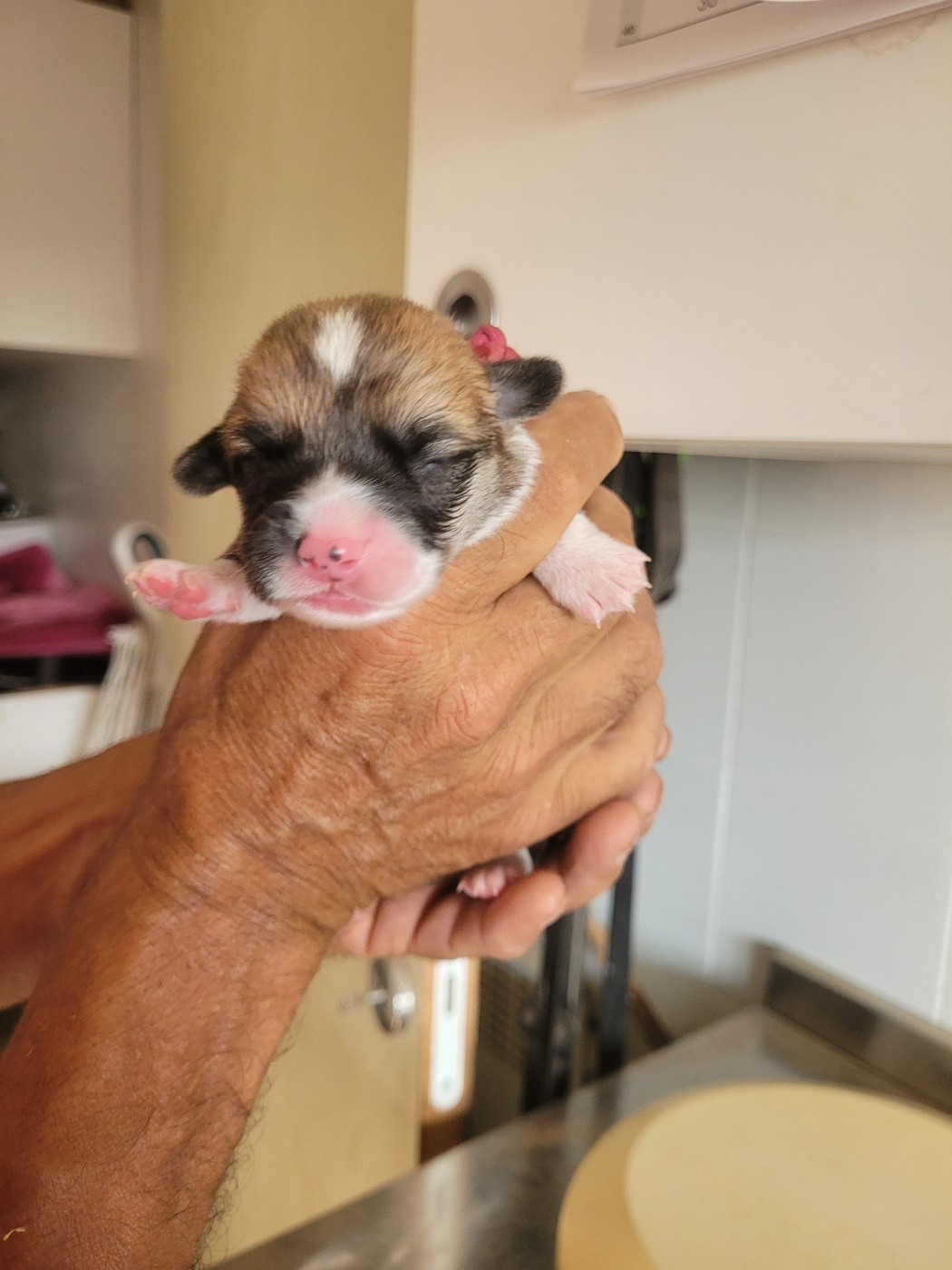 du mas de la fermine - Chiots disponibles - Welsh Corgi Pembroke