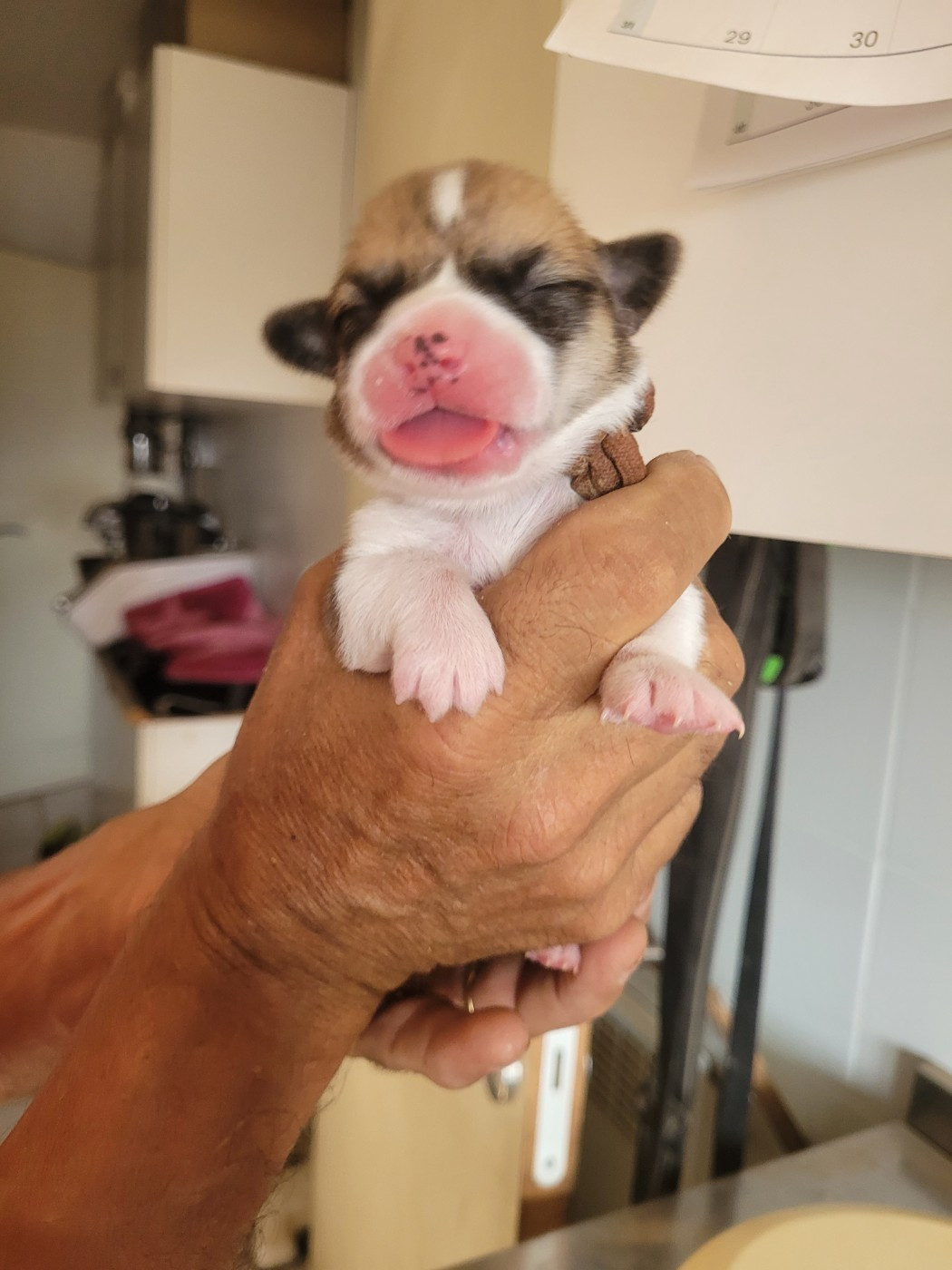 du mas de la fermine - Chiots disponibles - Welsh Corgi Pembroke