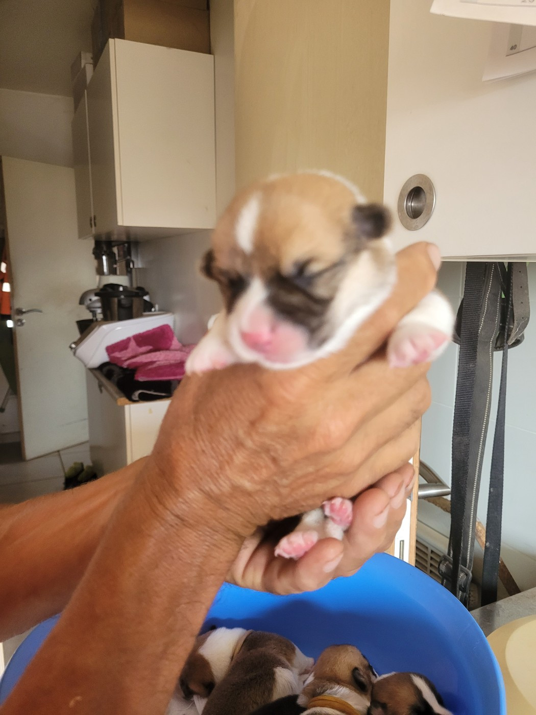 du mas de la fermine - Chiots disponibles - Welsh Corgi Pembroke