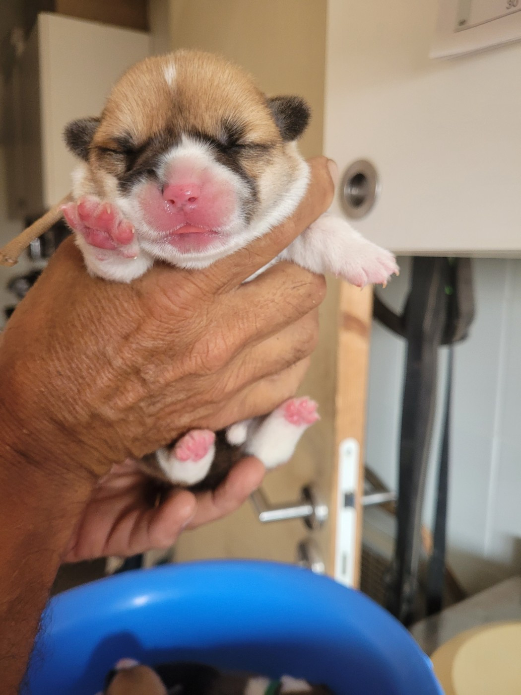 du mas de la fermine - Chiots disponibles - Welsh Corgi Pembroke