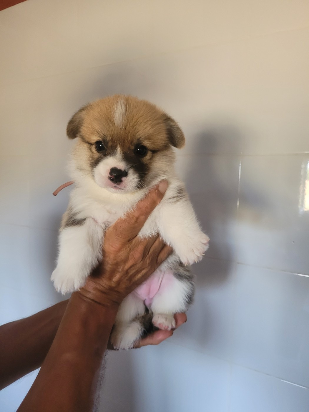 du mas de la fermine - Welsh Corgi Pembroke - Portée née le 27/07/2026