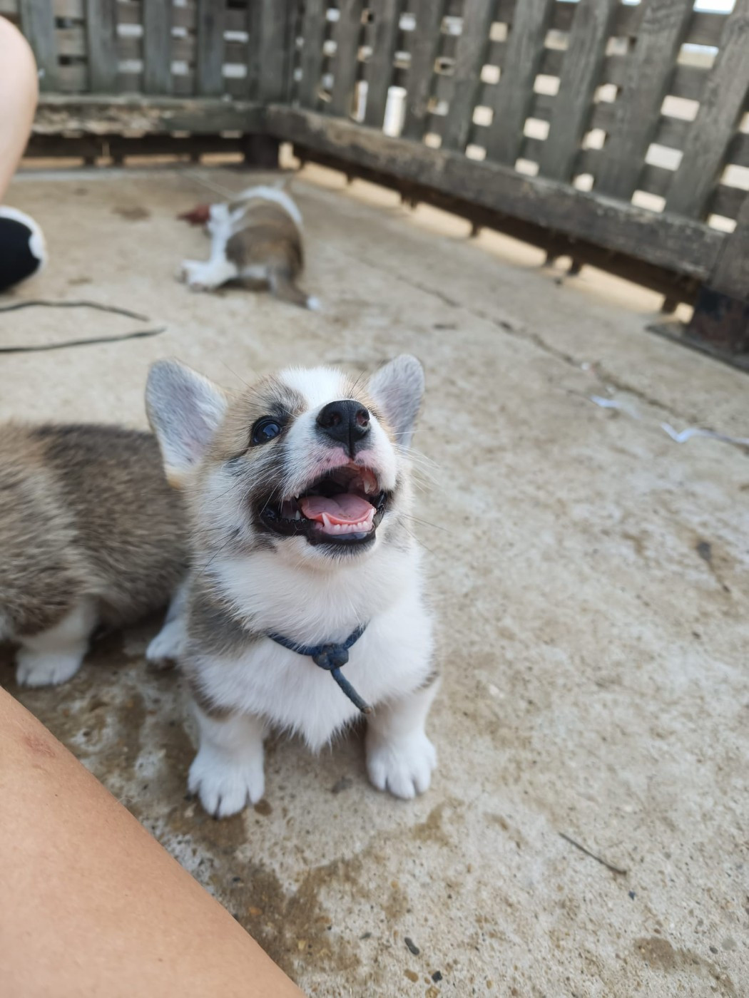 du mas de la fermine - Welsh Corgi Pembroke - Portée née le 25/07/2026