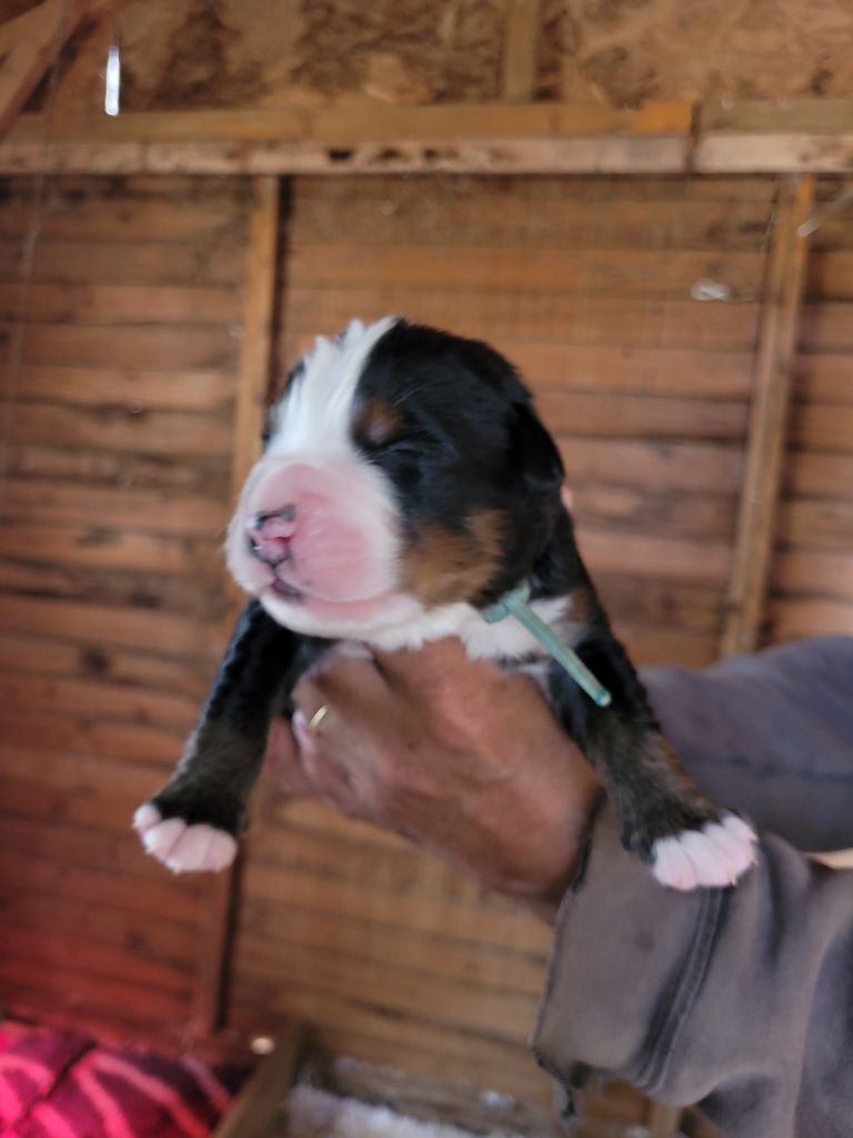 du mas de la fermine - Bouvier Bernois - Portée née le 05/05/2023