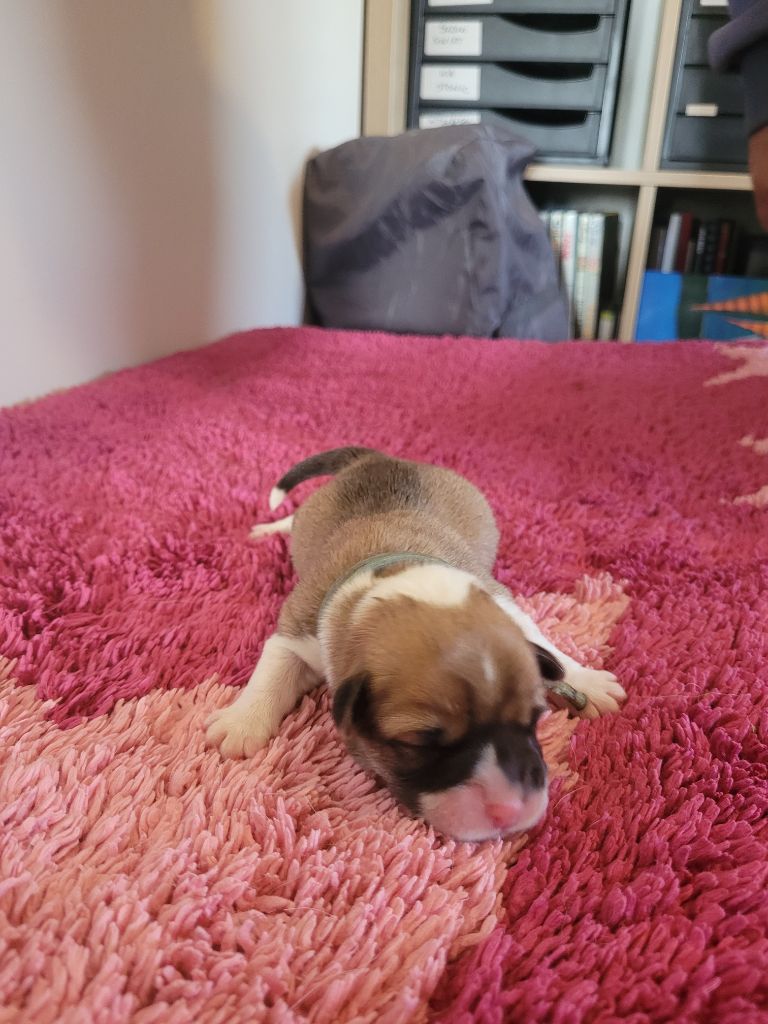 du mas de la fermine - Welsh Corgi Pembroke - Portée née le 16/12/2024